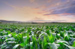 Fields of dependency vignette