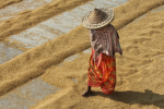 Delivering on gender equality: the missing piece in climate and food systems policy vignette