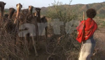 Ethiopie : la sécheresse verte vignette
