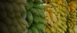 En Équateur, des bananes au prix de la vie