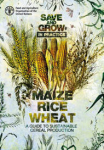 Save and Grow in practice: maize, rice, wheat: A guide to sustainable cereal production vignette